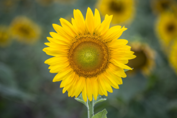 10 things you can do to support foster and adoptive families in the summer