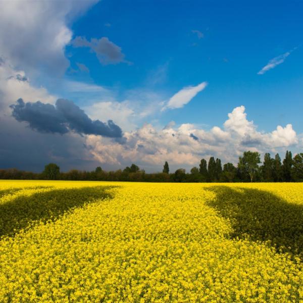 A prayer for Ukraine
